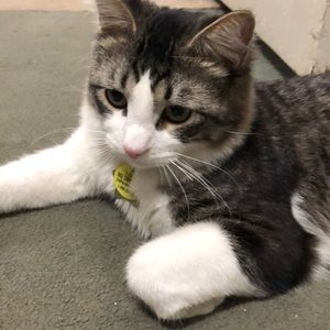 Meet your Posher, Cora